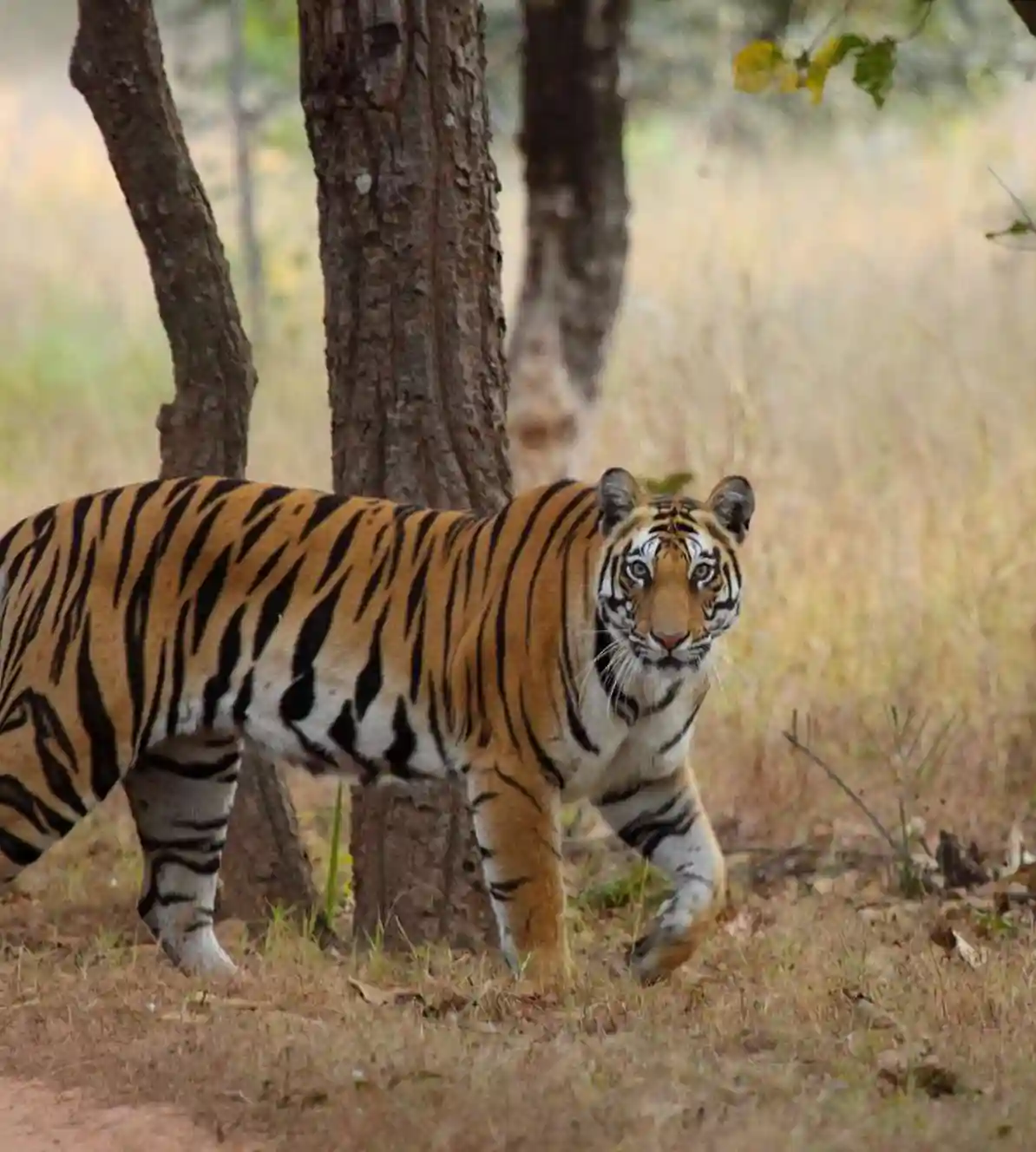 Bandhavgarh
