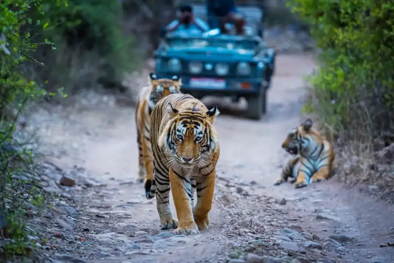 luxury-india-ranthambore