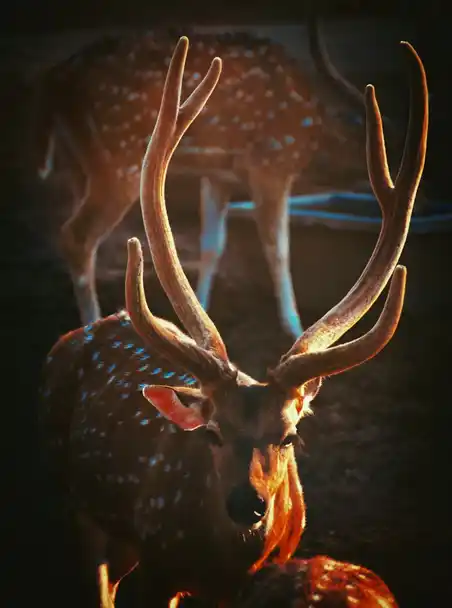 Top 10  Best National Park in India