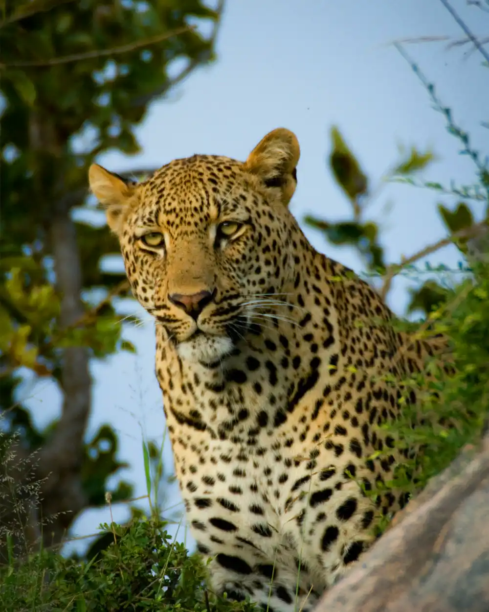 Wildlife & Safari Holidays