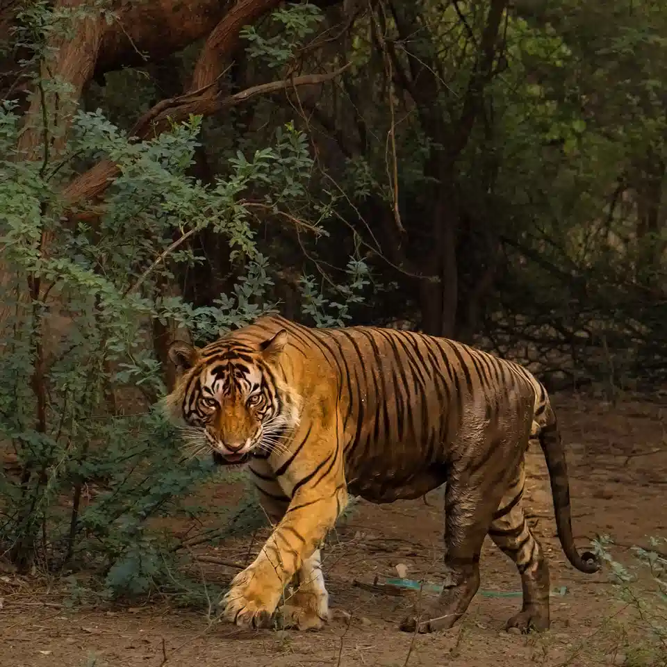 Ranthambhore