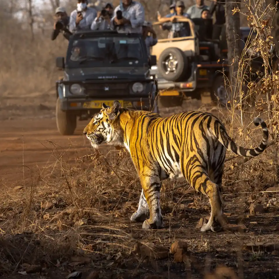 Ranthambore